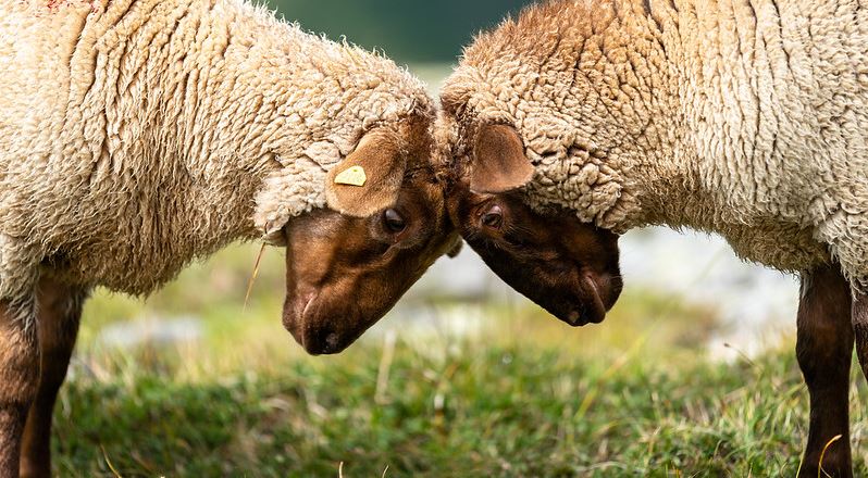 Sheep