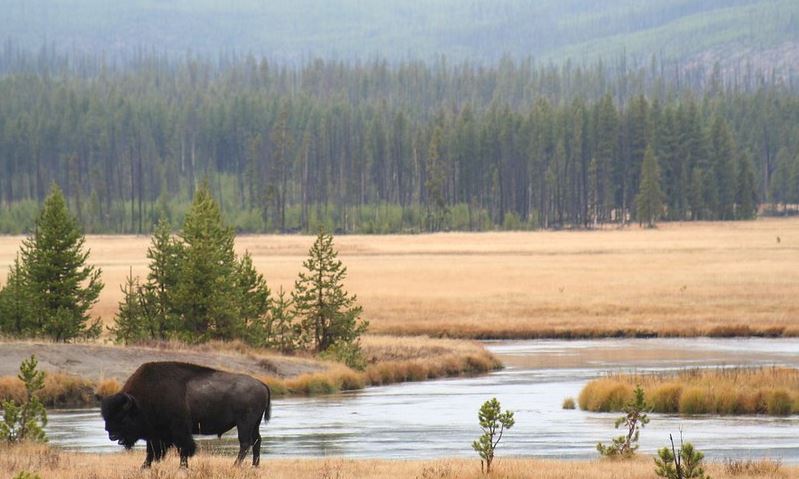 Bison